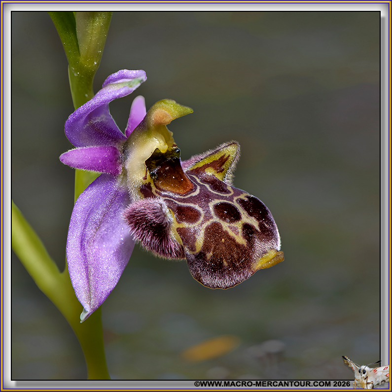 Ophrys pseudoscolopax